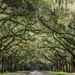 Holiday home 5min To River Street, Dt - Spacious - Free Parking, Savannah